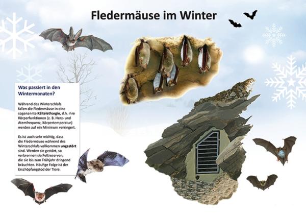 Bild- und Lehrtafel: Fledermäuse im Winter